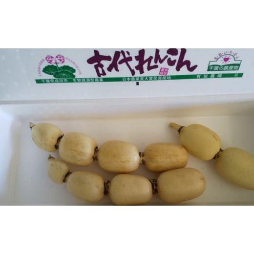 ふるさと納税 人参・大根・他根菜 千葉県 成田市   こだわりの “古代れんこん" 2kg