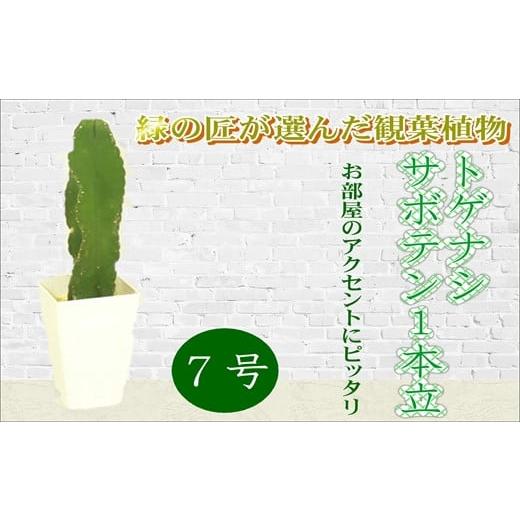 ふるさと納税 長崎県 松浦市 緑の匠が選んだ観葉植物 素敵な空間づくりに トゲナシサボテン 1本立 7号[B6-006] トゲナシサボテン スタイリッシュ 観葉植…