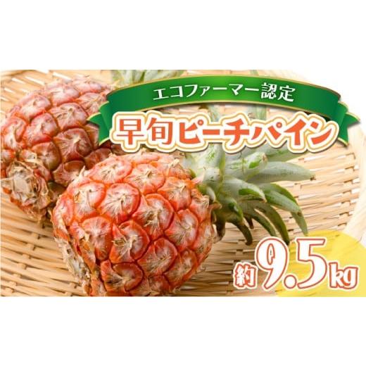 ふるさと納税 果物類 沖縄県 竹富町 夏まで待ちきれない 早旬ピーチパイン 約9.5kg P-SOU 2026年 先行予約 たっぷり大家族サイズ 西表島 初エコファーマー認定…