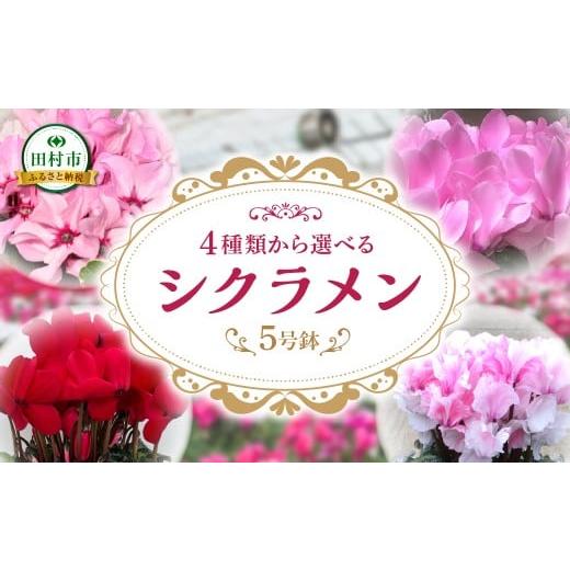 ふるさと納税 雑貨・日用品 花 福島県 田村市 シクラメン ミルキーガール 5号鉢 贈答 ギフト ラッピング 花 フラワー 冬の花 季節の花 高品種 プレゼント 福…