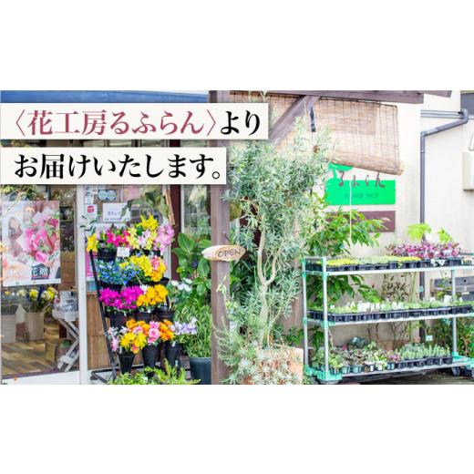 ふるさと納税 雑貨・日装具 花 長崎県 西海市  6回定期便 不死化日には 薔薇 を送ろう 薔薇 の 胸花 （薄べったい さくら色 ） 花 胸花 薔薇 ばら 胸花 不死化日 差し上げる ギ…