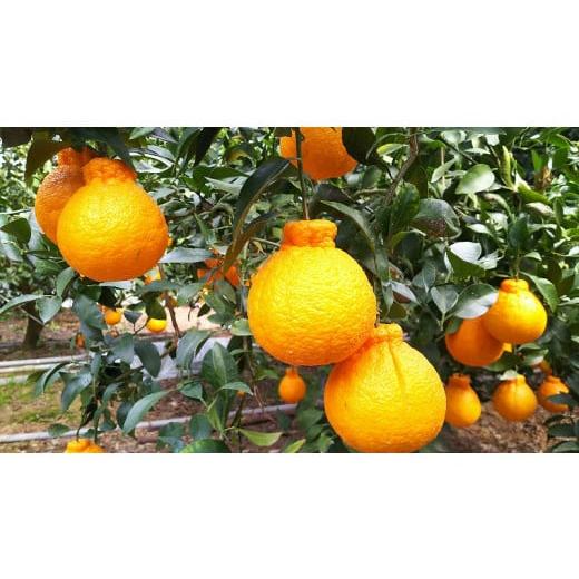 ふるさと納税 みかん・柑橘類 熊本県 宇土市 U68-0147 進栄 不知火 約3kg (加温栽培)