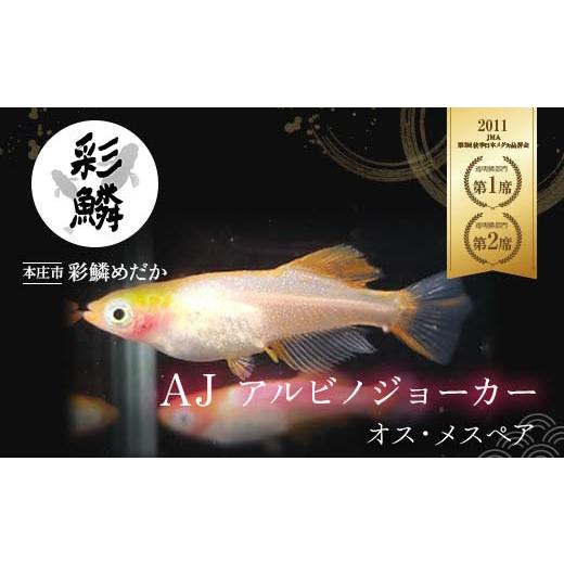 ふるさと納税 生き物 埼玉県 本庄市 《当店作出品種》 彩鱗めだか AJ (アルビノジョーカー) めだか メダカ 飼育 ペット 鑑賞 魚 動物 生き物 関東 F5K-076の画像
