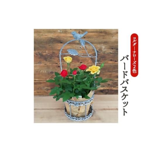 ふるさと納税 花・苗木 岐阜県 瑞穂市 コルダーナローズ・バードバスケット 植物 2026年4月下旬〜5月下旬頃に順次発送予定 離島への配送不可 No.5787-055…