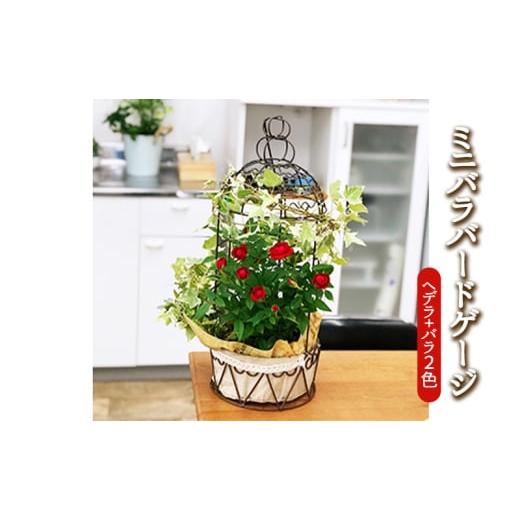 ふるさと納税 花・苗木 岐阜県 瑞穂市 ミニバラバードゲージ ヘデラとバラ2色寄せ植えの鳥かご 植物 2026年4月下旬〜5月下旬頃に順次発送予定 離島への…