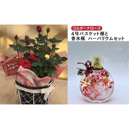 ふるさと納税 花・苗木 岐阜県 瑞穂市 ミニバラ(コルダーナローズ)4号バスケット植とおしゃれな「香水瓶」ハーバリウムセット 植物 薔薇 2026年4月下旬〜…