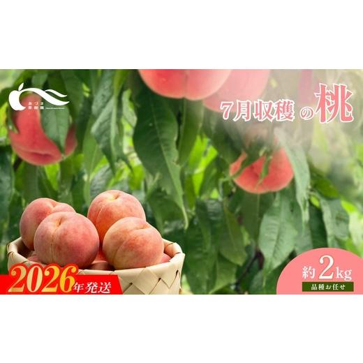 ふるさと納税 もも 福島県 福島市 No.1757もも 7月収穫の桃 品種お任せ 約2kg 2026年発送 先行予約の画像