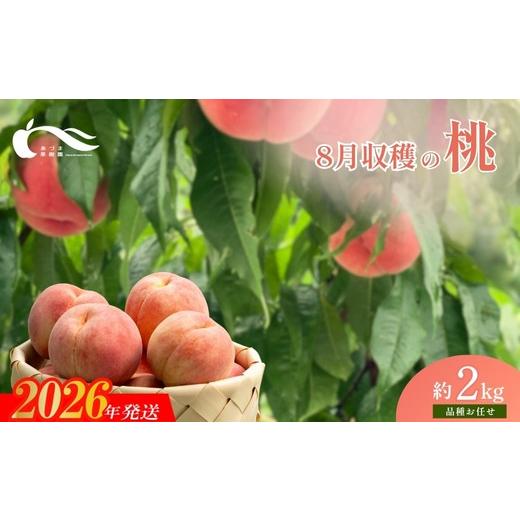 ふるさと納税 もも 福島県 福島市 No.1758もも 8月収穫の桃 品種お任せ 約2kg 2026年発送 先行予約の画像