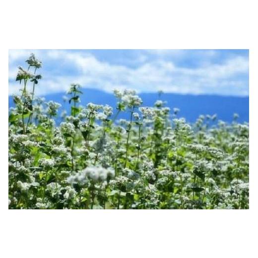 ふるさと納税 長野県 松本市 そば 生麺 セット ( 250g × 2セット ) 小昼堂 