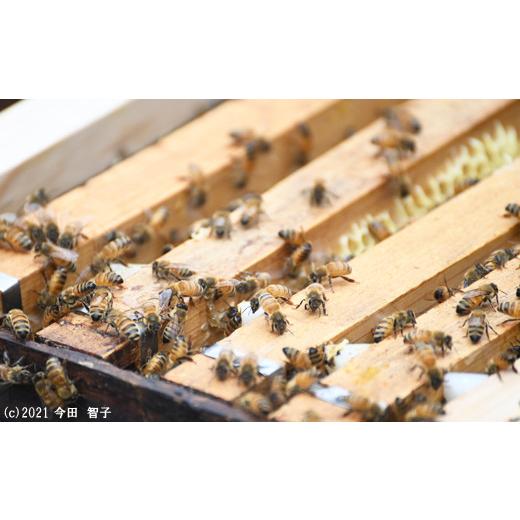 ふるさと納税 加工品等 はちみつ 鳥取県 南部町  FJ05 里地・里山のめぐみ 純粋ハチミツ（アカシア） 1kg 数量限定の画像