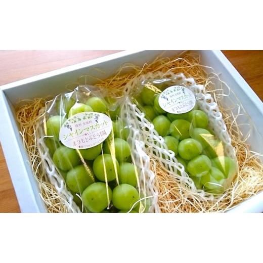 ふるさと納税 ぶどう マスカット 長野県 生坂村 2026年先行予約 まつもとぶどう園 シャインマスカット2房約1kg 果物類 フルーツ