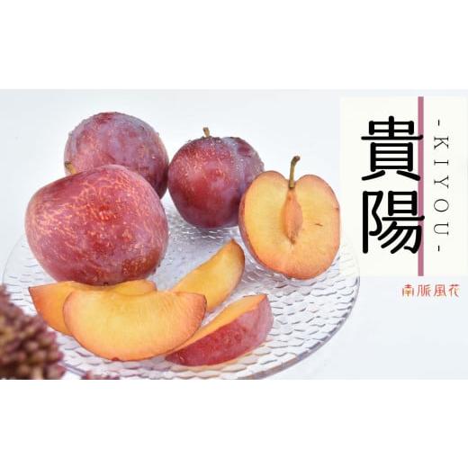 ふるさと納税 果物類 山梨県 南アルプス市 2026年発送分先行予約 高級スモモ 貴陽 1.8kg 相当 AL