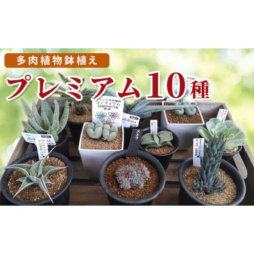 ふるさと納税 広島県 安芸高田市 [No.5895-0462]多肉植物 プレミアム 10種セット プレミアム