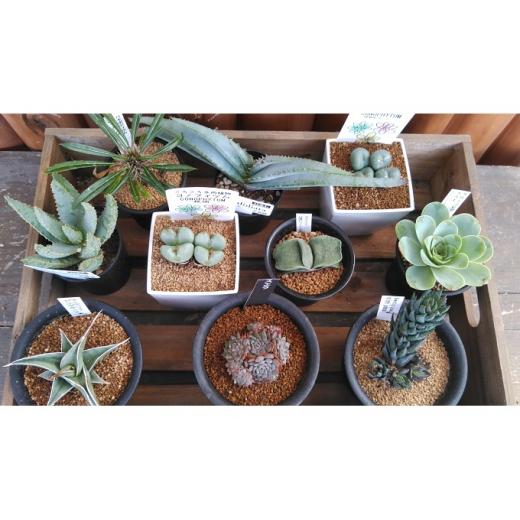 ふるさと納税 広島県 安芸高田市 [No.5895-0462]多肉植物 プレミアム 10種セット プレミアム