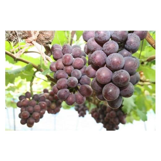 ふるさと納税 果物類 ぶどう 兵庫県 三木市 2026年先行受付 三木里脇観光ぶどう園産ピオーネ2kg