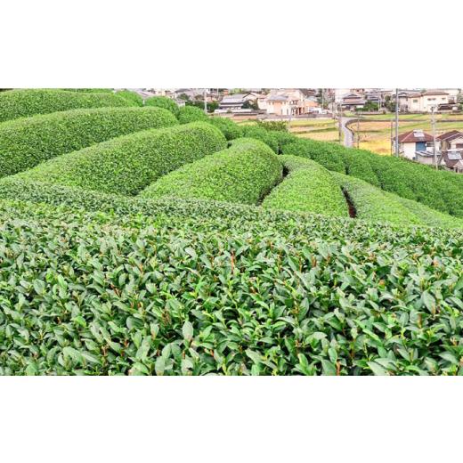 ふるさと納税 お茶類 緑茶（茶葉・ティーバッグ） 大阪府 高槻市 はにたんオーガニック和茶セット（煎茶「高槻藩 緑茶 源十郎」＋ほうじ茶「おおきみのお茶」…_6