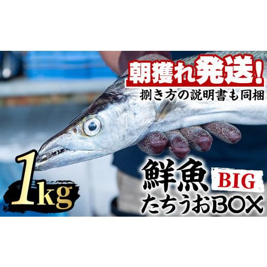 ふるさと納税 鹿児島県 東串良町 【0223204a】鮮度が命！鮮魚問屋が厳選した『鮮魚たちうおビッグサイズBOX』(1尾・1kg以上)魚 魚介類 鮮魚 海鮮 太刀魚 ムニ…｜furusatochoice｜02