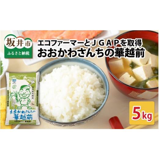 ふるさと納税 米 福井県 坂井市 令和7年産 おおかわさんちの華越前 5kg お米 こめ ハナエチゼン 5キロ 白米 精米 ご飯 ごはん 美味しい ふるさと納税米 A-108…