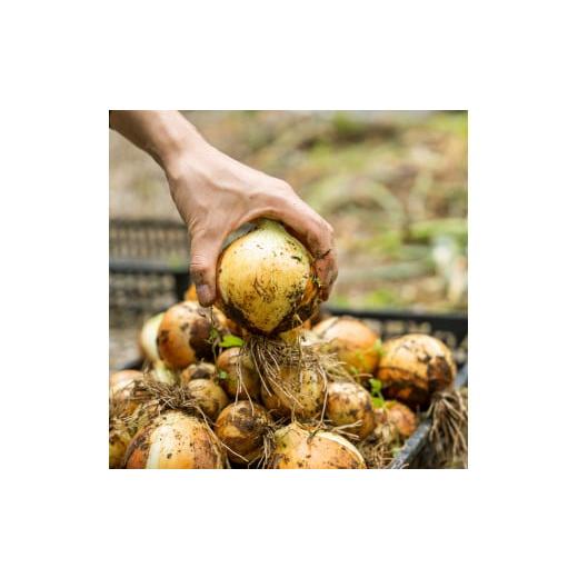 ふるさと納税 野菜類 玉ねぎ 奈良県 五條市 甘味たっぷり 生命の農法（ 無化学農薬 ・ 無化学肥料栽培 ） 玉ねぎ 5kg ｜ヤサイ 野菜 やさい 玉葱 玉ねぎ たま…の画像