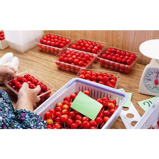 ふるさと納税 果物類 さくらんぼ 山形県 鶴岡市 令和7年産先行予約