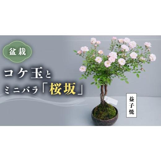 ふるさと納税 茨城県 筑西市 【 12月11日 入金確認分まで 年内配送 】コケ玉ミニバラ盆栽「桜坂」 ギフト 花[BN006ci] 