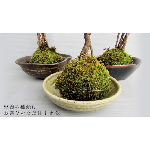 ふるさと納税 茨城県 筑西市 【 12月11日 入金確認分まで 年内配送 】コケ玉ミニバラ盆栽「桜坂」 ギフト 花[BN006ci] 