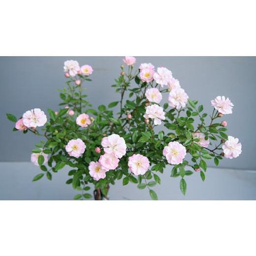 ふるさと納税 茨城県 筑西市 【 12月11日 入金確認分まで 年内配送 】コケ玉ミニバラ盆栽「桜坂」 ギフト 花[BN006ci] 