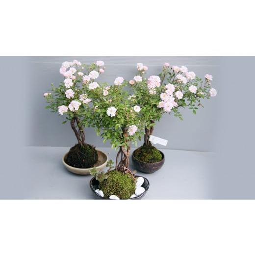 ふるさと納税 茨城県 筑西市 【 12月11日 入金確認分まで 年内配送 】コケ玉ミニバラ盆栽「桜坂」 ギフト 花[BN006ci] 