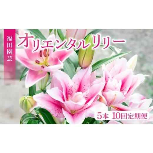ふるさと納税 雑貨・日用品 花 高知県 安芸市 ユリ オリエンタルリリー 5本 10回定期便 花 切り花 プレゼント 贈り物 ギフト 誕生日 記念日 つぼみ 大輪 ピン…