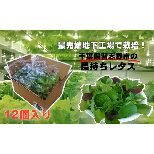 ふるさと納税 野菜類 千葉県 習志野市 ＼地下工場から生まれた/水耕栽培の長持ち新鮮レタス 2種詰め合わせ(計12個)