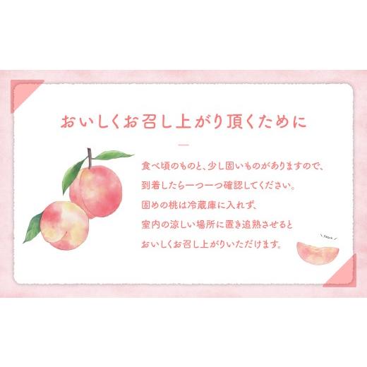 ふるさと納税 もも 山梨県 甲斐市  （2026年／令和8年）発送 先行予約 “厳選” 白鳳系 「桃」 2.0kg相当 山梨 桃 先行予約 先行 予約 山梨県産 産地直送 フル…の画像