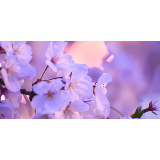 ふるさと納税 加工品等 はちみつ 愛知県 岡崎市 葵生はちみつ(Gift Box\u0026Present Box) 1277743の画像