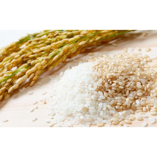 ふるさと納税 岡山県 岡山市 石原果樹園の備前乙女米 玄米 30kg×1袋 お米 ライス 乳酸菌栽培 岡山県 [No.5220-0759] 岡山県 岡山市 玄米