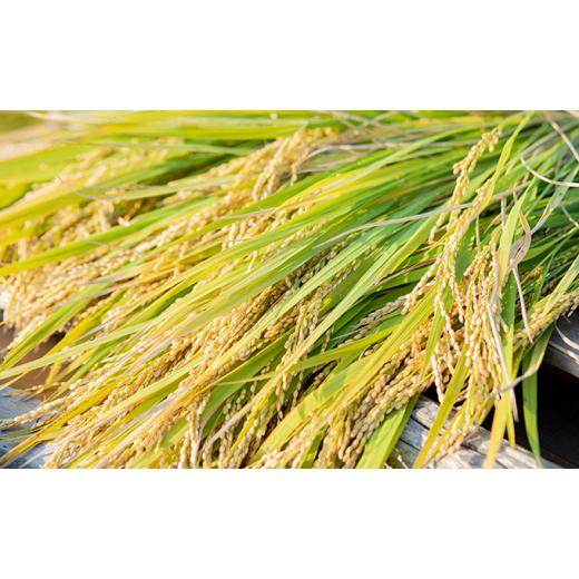 ふるさと納税 岡山県 岡山市 石原果樹園の備前乙女米 玄米 30kg×1袋 お米 ライス 乳酸菌栽培 岡山県 [No.5220-0759] 岡山県 岡山市 玄米