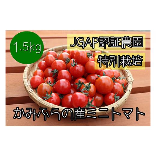 ふるさと納税 トマト ミニトマト 北海道 上富良野町  令和8年産 特別栽培＆JGAP認証農場 かみふらの産朝採れミニトマト1.5kg 野菜 キャロル10 野菜ソムリエ 特…_1