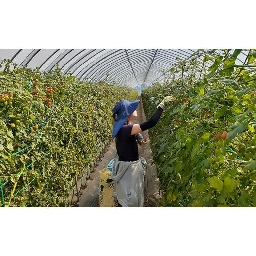ふるさと納税 トマト ミニトマト 北海道 上富良野町  令和8年産 特別栽培＆JGAP認証農場 かみふらの産朝採れミニトマト1.5kg 野菜 キャロル10 野菜ソムリエ 特…_4