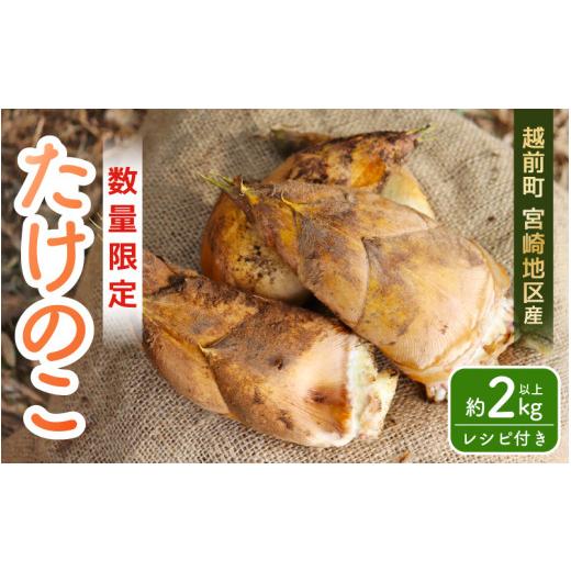 ふるさと納税 野菜類 福井県 越前町 令和8年産 赤土 朝掘り たけのこ 約2kg 越前町 宮崎地区産 採れたてを産地直送でお届け 筍 タケノコ 竹の子 生 2026年4月…_1