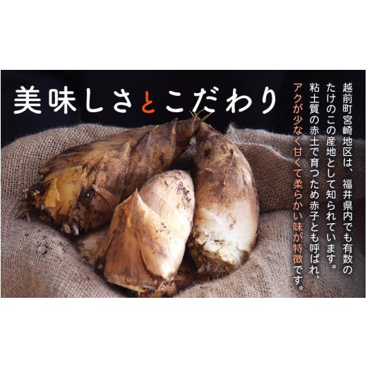 ふるさと納税 野菜類 福井県 越前町 令和8年産 赤土 朝掘り たけのこ 約2kg 越前町 宮崎地区産 採れたてを産地直送でお届け 筍 タケノコ 竹の子 生 2026年4月…_2