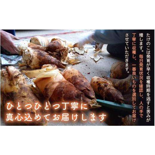 ふるさと納税 野菜類 福井県 越前町 令和8年産 赤土 朝掘り たけのこ 約2kg 越前町 宮崎地区産 採れたてを産地直送でお届け 筍 タケノコ 竹の子 生 2026年4月…_3