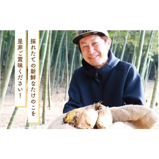 ふるさと納税 野菜類 福井県 越前町 令和8年産 赤土 朝掘り たけのこ 約2kg 越前町 宮崎地区産 採れたてを産地直送でお届け 筍 タケノコ 竹の子 生 2026年4月…_7