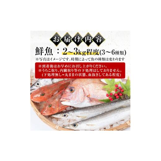 ふるさと納税 鹿児島県 出水市 i580 出水の鮮魚おためしBOX(約2〜3kg程度・3〜6種類) 魚 鮮魚 鹿児島県 出水近海 お寿司 煮付 料理 旬 何が届くかはお楽しみ【…｜furusatochoice｜07