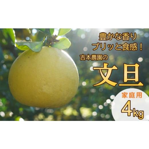 ふるさと納税 菓子 ゼリー 愛媛県 愛南町 先行予約 土佐文旦 4kg 発送:3月上旬〜なくなり次第 文旦 柑橘 みかん 規格外 小玉 少量 大容量 キズ 傷 家庭用 訳…