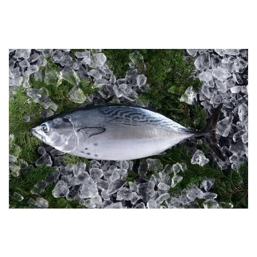 ふるさと納税 愛媛県 東温市 高級養殖魚・まるごと「媛スマ」 1.7〜1.8kg前後 媛スマ 8kg前後