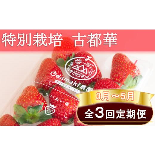 ふるさと納税 いちご 奈良県 桜井市 M-E5. 3月〜5月定期便 減農薬いちご「古都華」2パック 特別栽培農産物