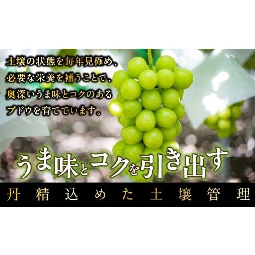 ふるさと納税 ぶどう マスカット 山梨県 南アルプス市  テレビで紹介されました 2026年先行予約_7月上旬〜発送 山梨県産早期出荷シャインマスカット ２．０ｋ…の画像