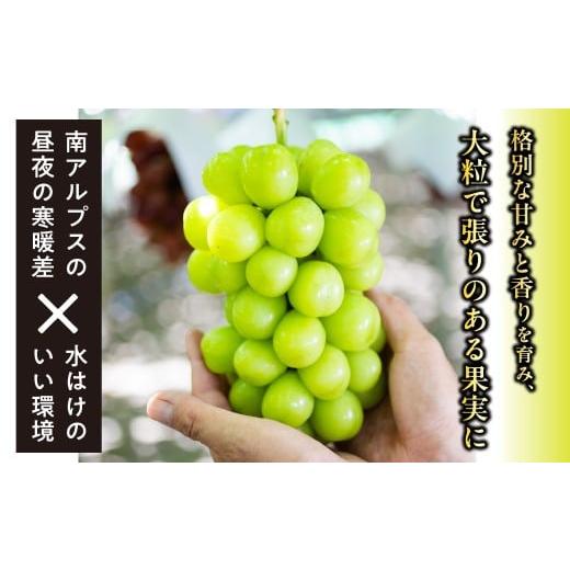 ふるさと納税 ぶどう マスカット 山梨県 南アルプス市  テレビで紹介されました 2026年先行予約_7月上旬〜発送 山梨県産早期出荷シャインマスカット ２．０ｋ…の画像