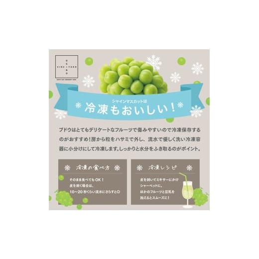 ふるさと納税 ぶどう マスカット 山梨県 南アルプス市  テレビで紹介されました 2026年先行予約_7月上旬〜発送 山梨県産早期出荷シャインマスカット ２．０ｋ…の画像