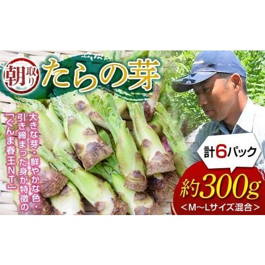 ふるさと納税 野菜類 山菜 群馬県 富岡市 先行予約 山菜の王様 たらの芽 (300g) (2026年1月より順次発送) たらの芽 タラの芽 ぐんま春王NT 山菜 野菜 食品 …