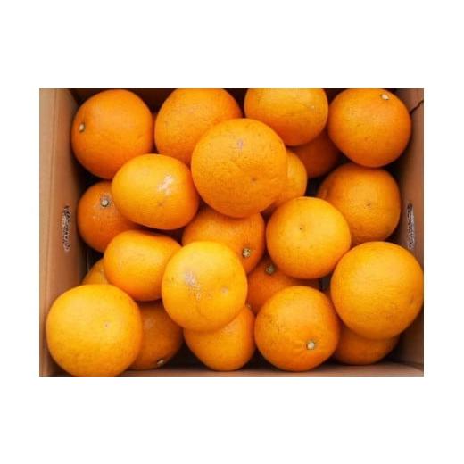 ふるさと納税 みかん・柑橘類 和歌山県 九度山町 和歌山由良町産さつきはっさく 約10kg [訳あり ご家庭用 赤秀・青秀]サイズ混合 [SL42]