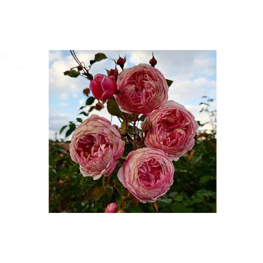 ふるさと納税 雑貨・日用品 苗木 埼玉県 飯能市 Apple Roses バラ苗『アルカーナ』大苗6号ポット植え 52210661